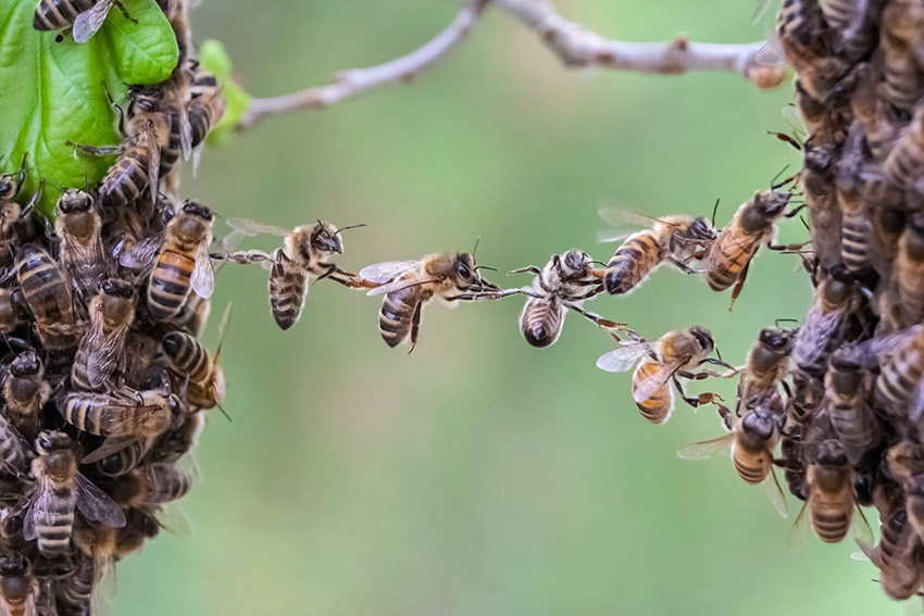 bienen-1